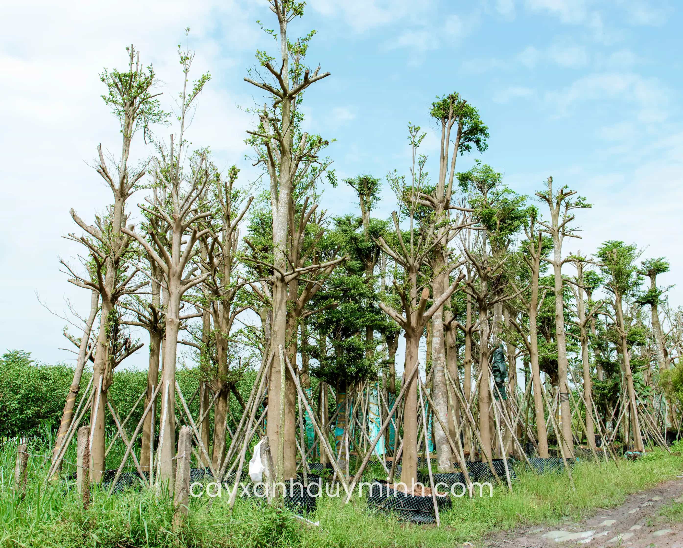 Cây Bằng Đài Loan