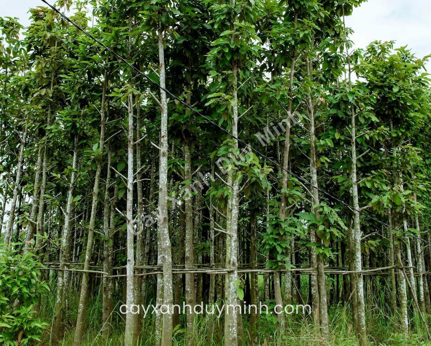 Những Loài Cây Thuộc Họ Măng Tây: Đặc Điểm và Cách Chăm Sóc