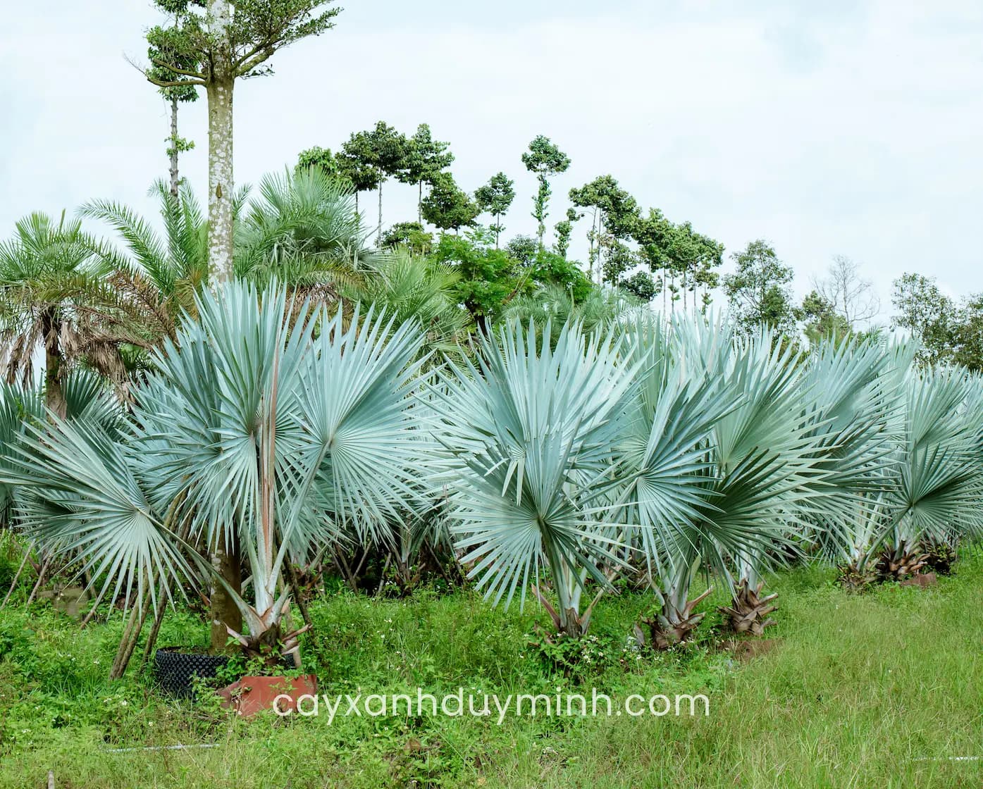Cây Cọ Bạc